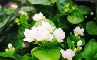 茉莉花璀璨之美