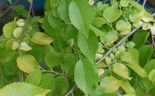 生命的力量（一段坚强而美丽的人生旅程）