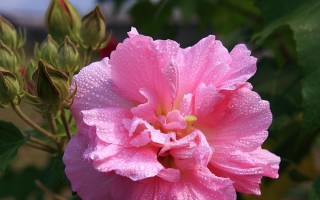 花舞人生