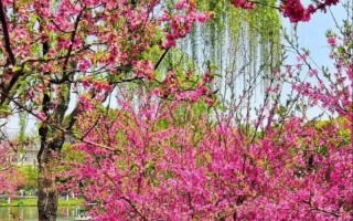 幸福的花园（珍惜拥有，感恩生活）