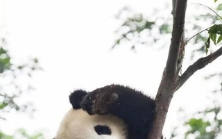 小明的大熊猫之旅（一个人与大熊猫的故事）