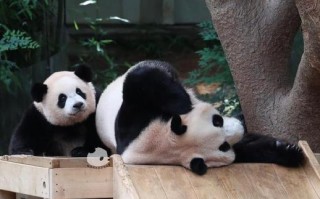 最可爱的妈妈（那份无私的爱与关怀）