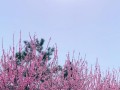 一场春天的盛宴（一场春天的盛宴）