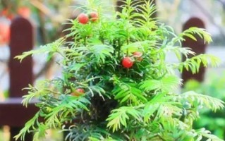 受益无穷的小舞台（小丽的成长故事）