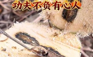 绝不言弃，决不放弃（以无限的付出，终会不负有心人）