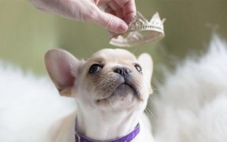 TheSecretofRaisingaPuppy（AHeartwarmingTaleofLoveandLearning）