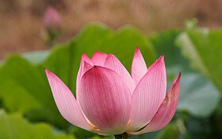 莲花的神秘力量（探索人类情感的纯洁之源）