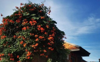 那个美丽的夏日（盛开在花海里的幸福）