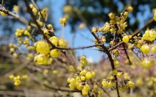 芬芳馨香悠悠（来自一个小镇的幸福故事）