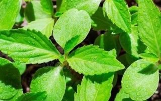 绿色的季节