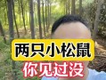 爱护野生动物的意义