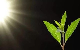 成长路上的点点滴滴（一个人的奋斗史）