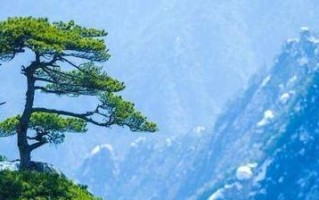 秘密花园（从花园到人生，美丽与智慧的交织）
