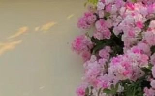 微笑不变(用微笑面对人生的挑战) 微笑不变(用微笑面对人生的挑战)
