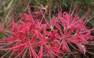 彼岸花的诅咒（一段爱恨交织的往事）