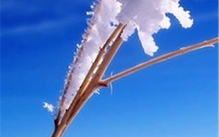 洁白美好的冬天(一份珍贵的礼物) 洁白美好的冬天(一份珍贵的礼物)