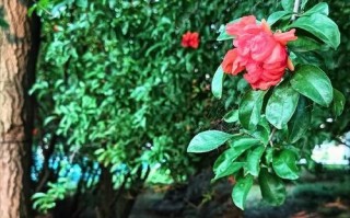 爱在指尖流淌(一个旧式摄影店的故事) 爱在指尖流淌(一个旧式摄影店的故事)