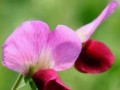 花海中的小镇（花海中的小镇）