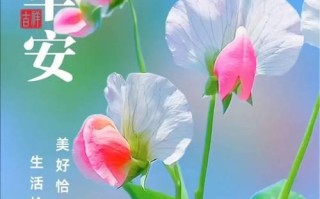 美好的祝福：祝福之花