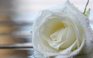 花开，花落