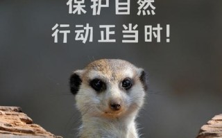 与自然共生（人类的成长与自然的关系）
