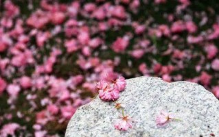 芬芳久久留（记忆中的味道）