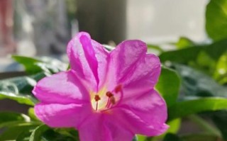 我也是一缕阳光（一个小男孩的成长故事）