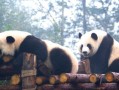 与熊猫共舞（一次与国宝大熊猫共舞的奇妙旅程）