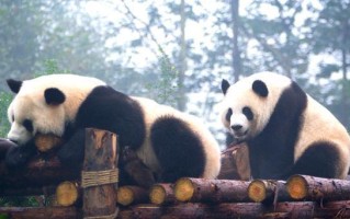 与熊猫共舞（一次与国宝大熊猫共舞的奇妙旅程）