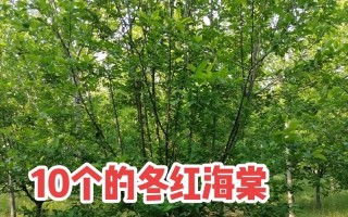 以诚实守信为荣（一个小商贩的诚信之路）