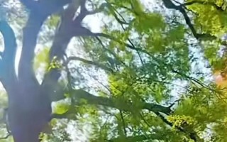 勇敢的心（一个普普通通的小女孩）