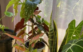 茁壮成长（追寻自由的小野猫）