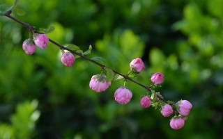 花园里的故事（花园里的故事）