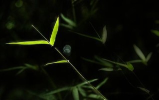 竹林无声（失去的温馨与幸福）