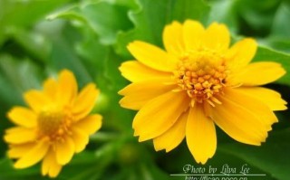娇贵的花朵（花香四溢的温室）