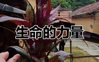 永远不言放弃（一位战士的奋斗与坚守）