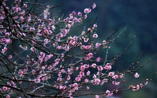 寒冬中的梅花（一位男孩和梅花的故事）