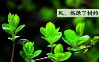 收到春天的消息（一个关于希望与新生的故事）