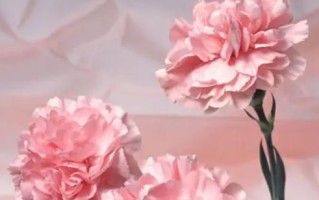 怀念奶奶——一颗永远的牵挂