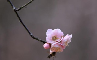 冬日里的梅花笑声（雪中有朵花，梅香自来）