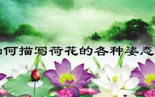 荷花的勇气（她用美丽守护了爱情）