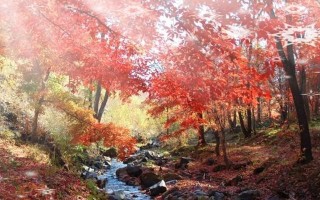 三：这个小镇有着独特的魅力，它周围是一片绿树环绕，小溪潺潺流淌，在阳光下泛着金色的光芒。