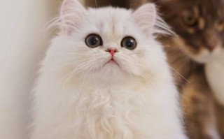 《珍爱生命，保护大熊猫》（一位志愿者的行动）