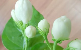 茉莉花的香气（一个女人的故事）