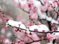 《梅花之恋》