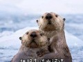 雪狼的荣耀（一只狼与人类之间的友情）