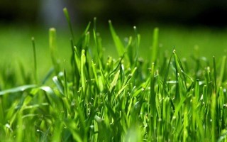 小草的启示(勇敢面对挑战,茁壮成长) 小草的启示(勇敢面对挑战,茁壮成长)