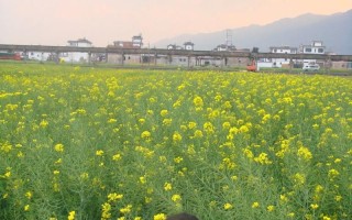 春风送暖：记忆中的春天味道