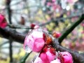 冬日的勇气（寒风中的梅花与少年）