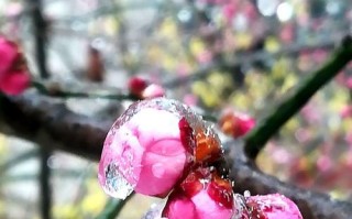 冬日的勇气（寒风中的梅花与少年）